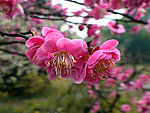 梅花