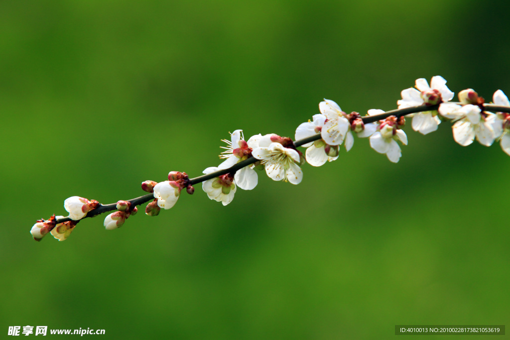 梅花