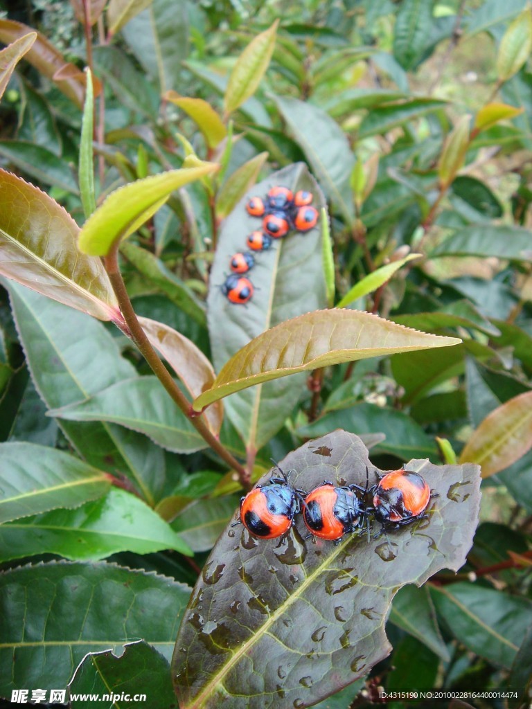 普洱茶虫