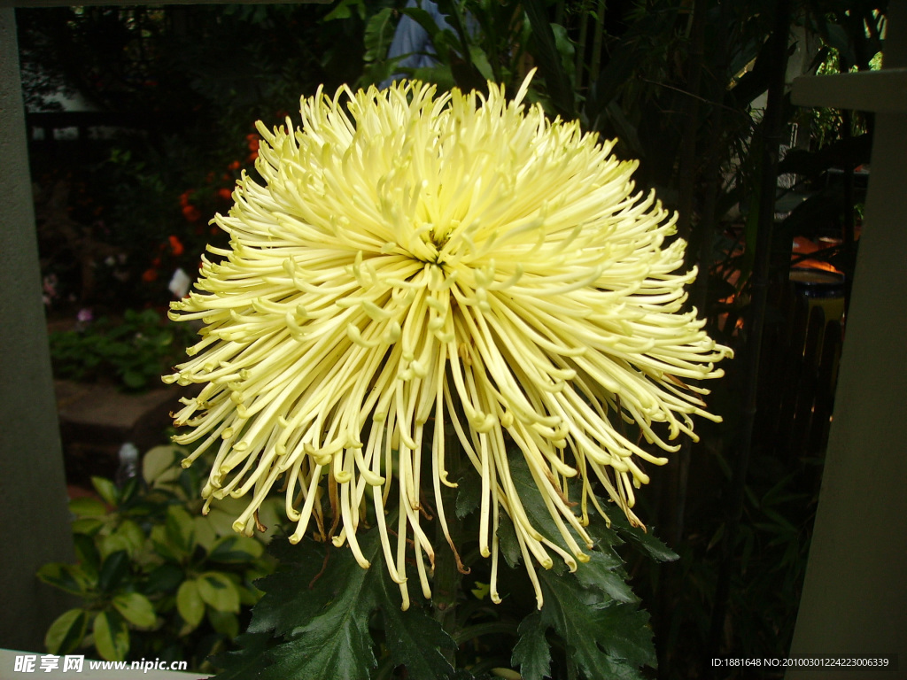 菊花