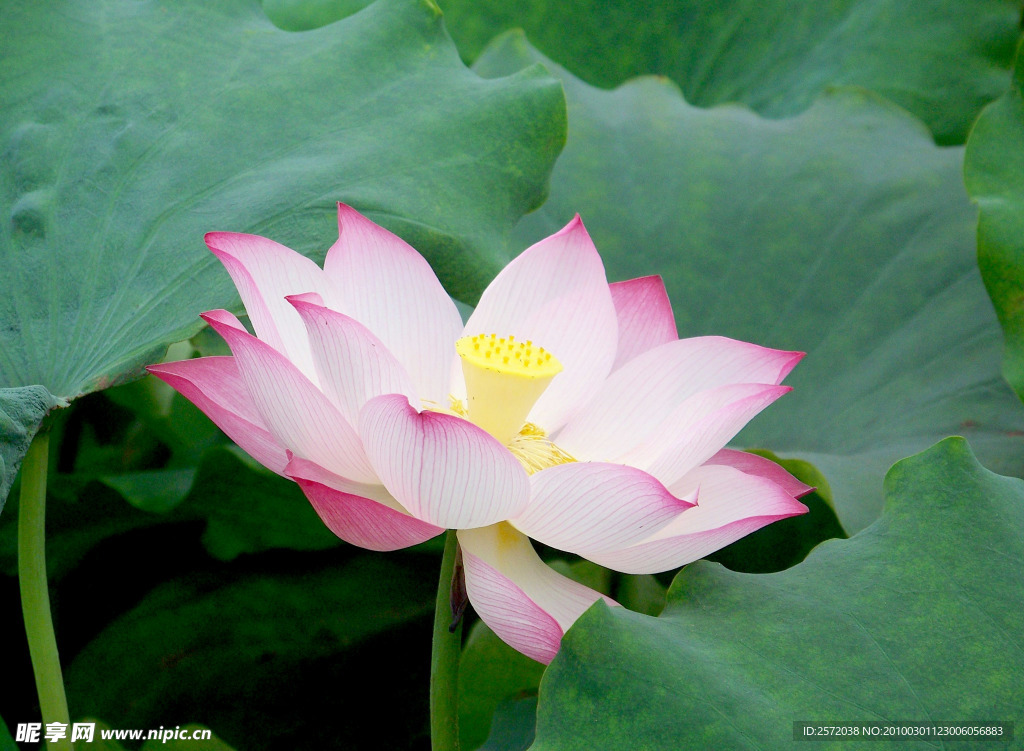 荷花