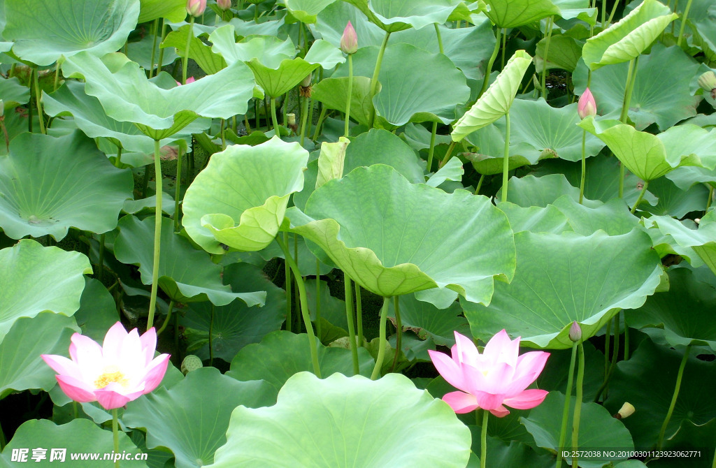 荷花