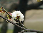 梅花