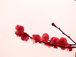 梅花