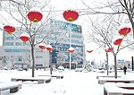 雪中灯笼