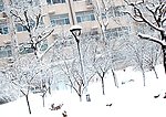 雪中的路灯