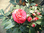 茶花