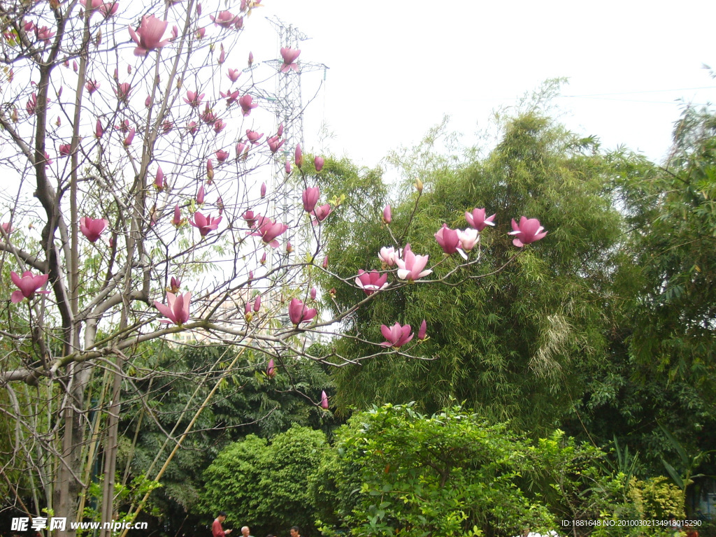 鲜花 春天 花枝 枝梢 花朵 花