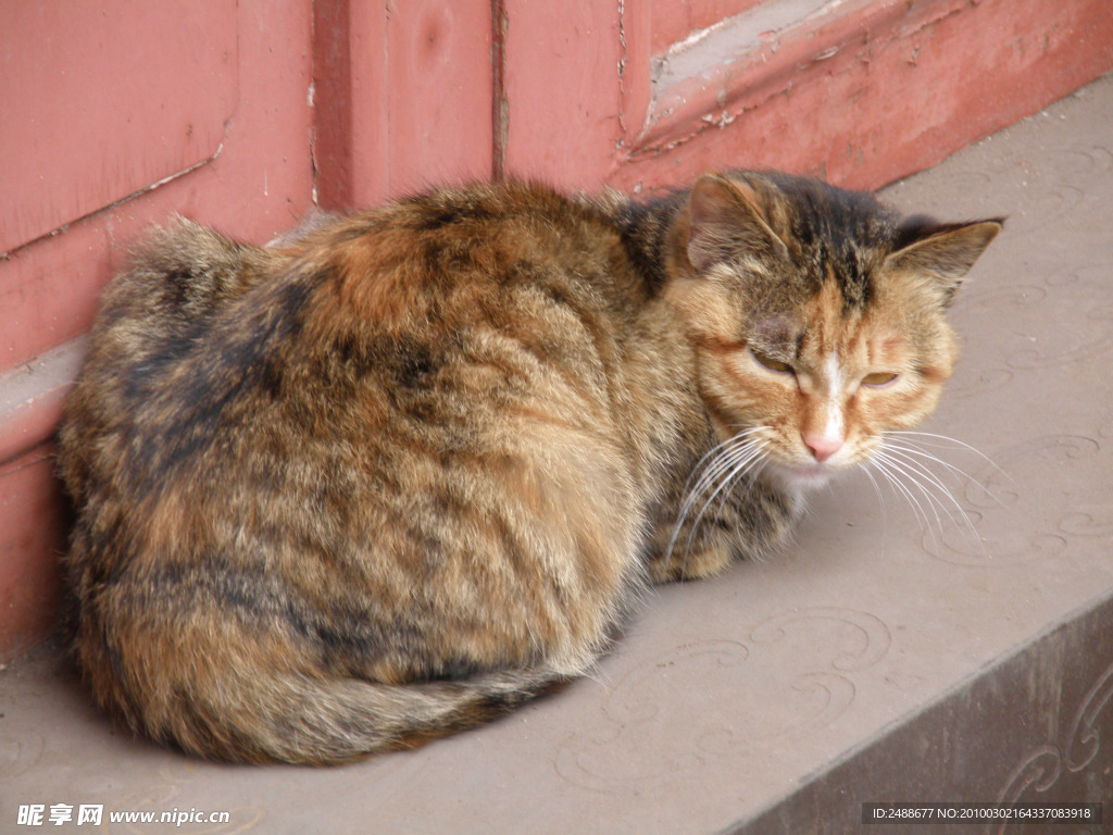 小猫