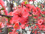双流 棠湖公园 海棠花 花卉 海棠 花朵