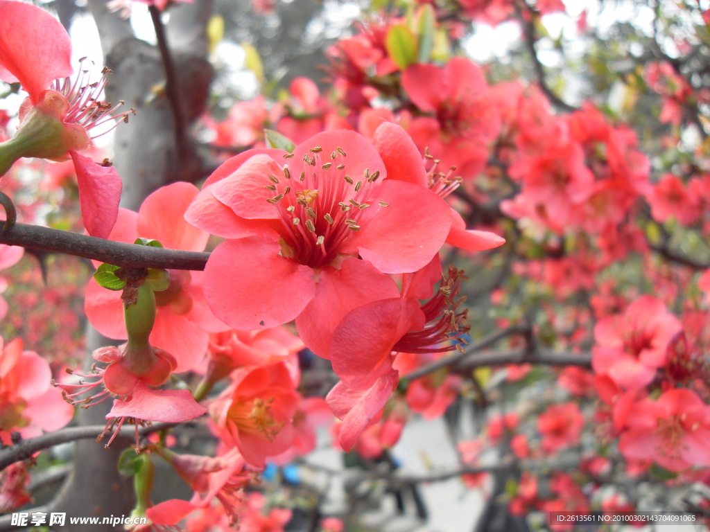 双流 棠湖公园 海棠花 花卉 海棠 花朵