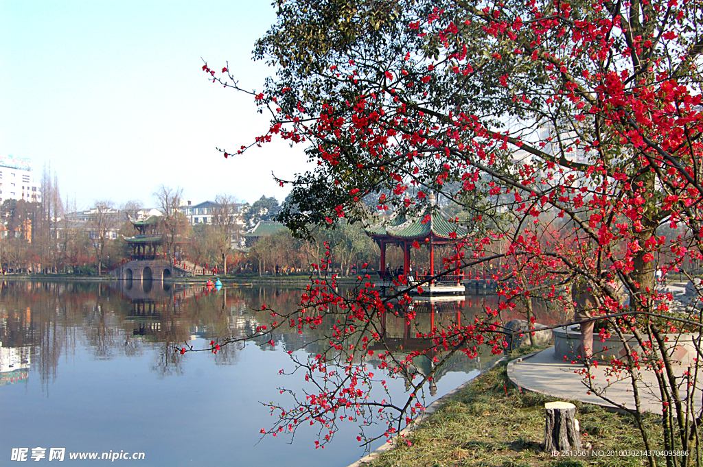 双流 棠湖公园 海棠花 花卉 海棠 花朵 亭子 湖面