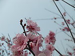 双流 棠湖公园 海棠花 花卉 海棠 花朵