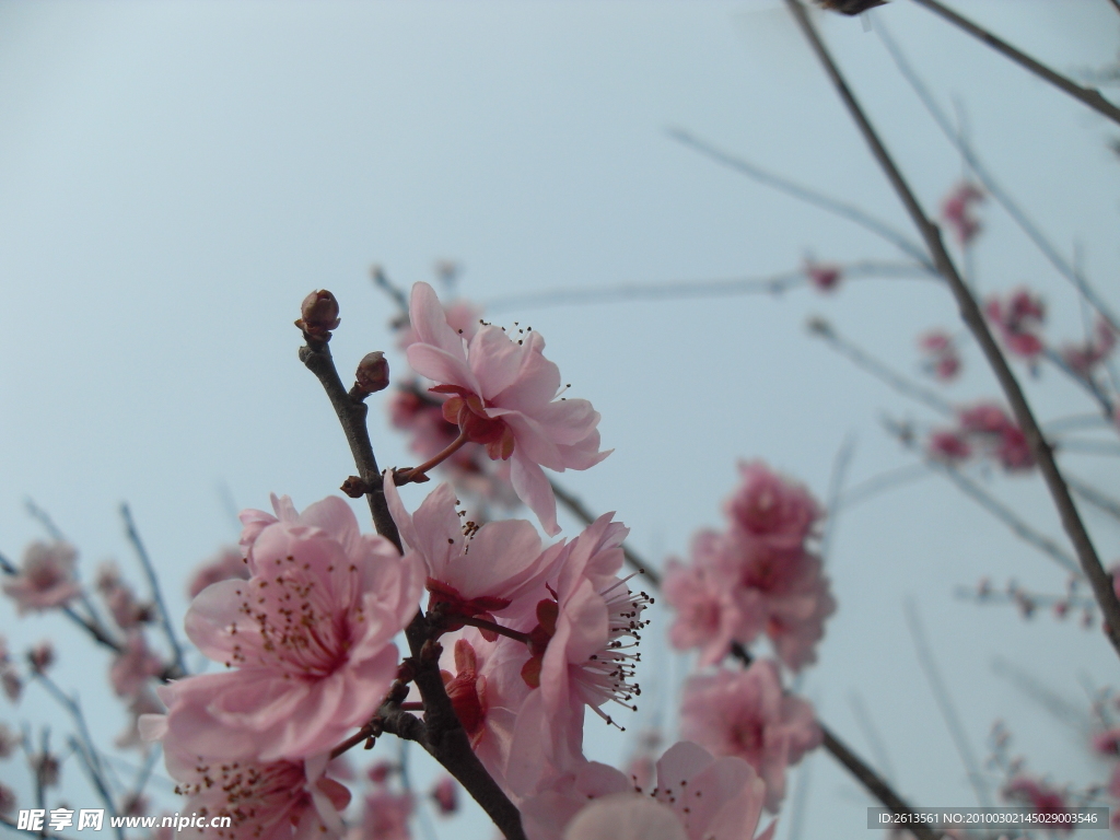 双流 棠湖公园 海棠花 花卉 海棠 花朵