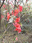 双流 棠湖公园 海棠花 花卉 海棠 花朵