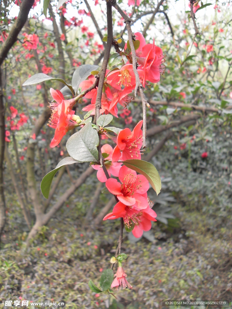 双流 棠湖公园 海棠花 花卉 海棠 花朵