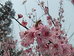 双流 棠湖公园 海棠花 花卉 海棠 花朵