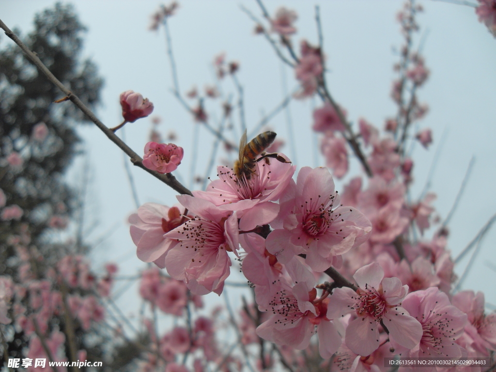 双流 棠湖公园 海棠花 花卉 海棠 花朵