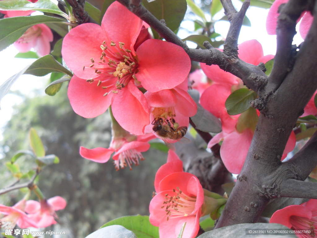 双流 棠湖公园 海棠花 花卉 海棠 花朵