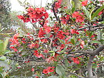 双流 棠湖公园 海棠花 花卉 海棠 花朵