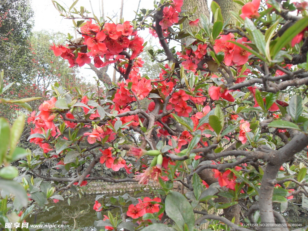 双流 棠湖公园 海棠花 花卉 海棠 花朵