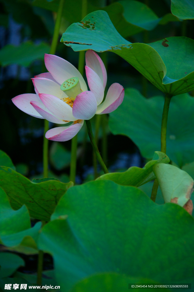荷花