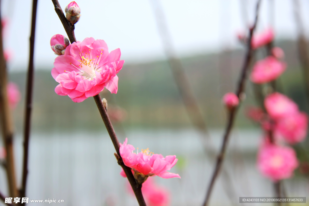 桃花