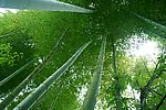 毛坝楠竹