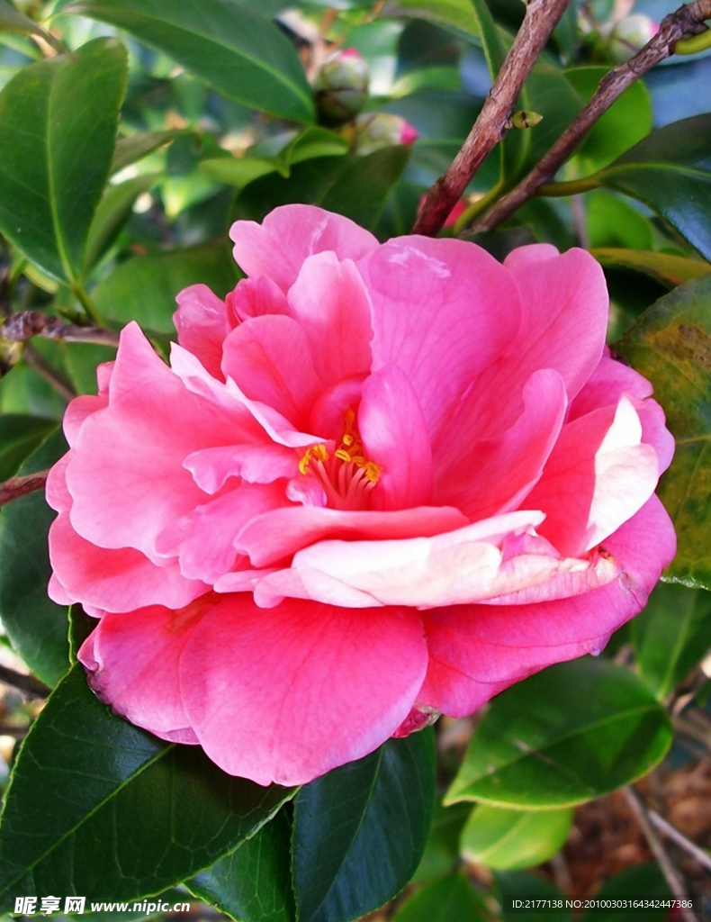 茶花
