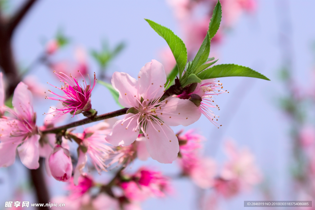 桃花