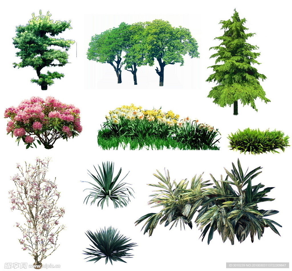 植物素材