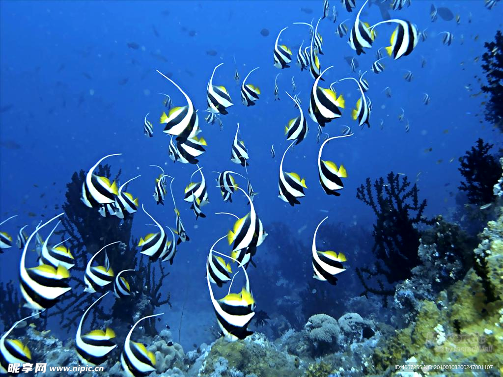 海底美景 海洋 海洋生物