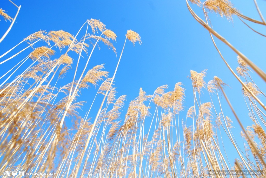 芦苇天空风景