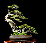 松柏长青
