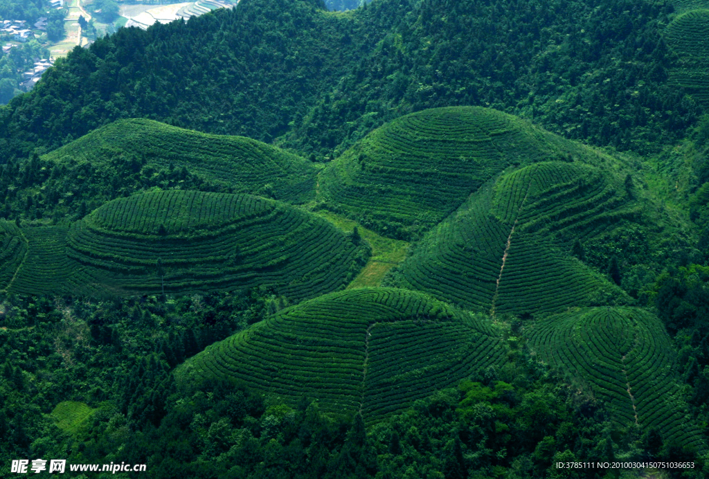 茶山