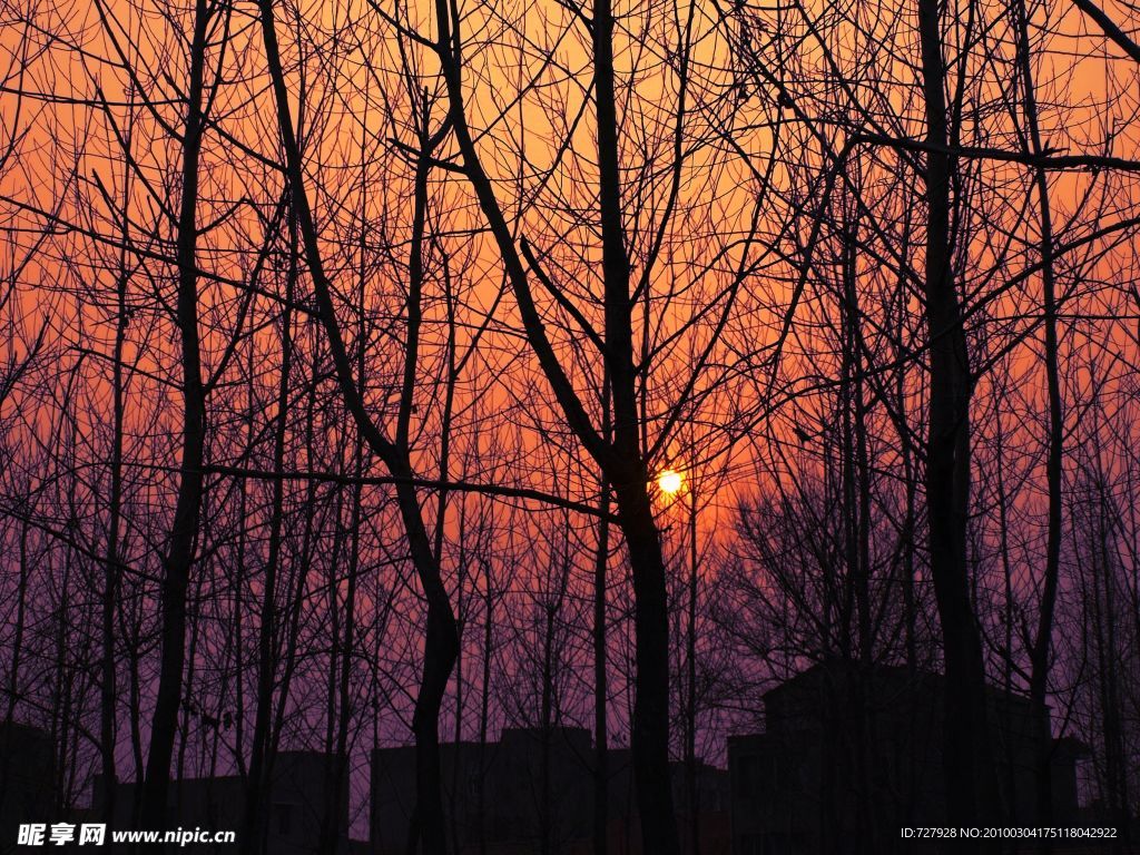 夕阳树林
