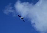 天空雄鹰