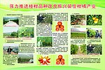 提升柑橘产业