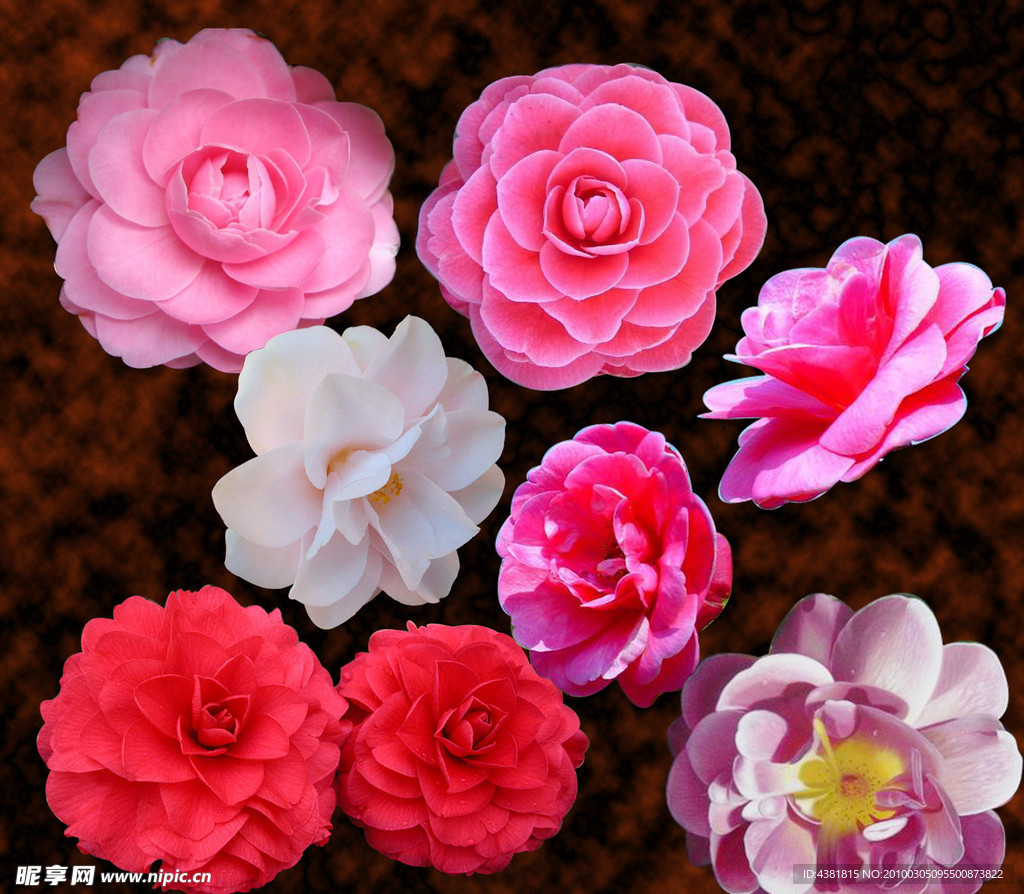 茶花
