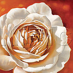 花卉油画112 ( 50厘米 X 50厘米 )