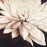 花卉油画109 ( 50厘米 X 50厘米 )