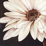 花卉油画108 ( 50厘米 X 50厘米 )