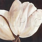 花卉油画107 ( 50厘米 X 50厘米 )