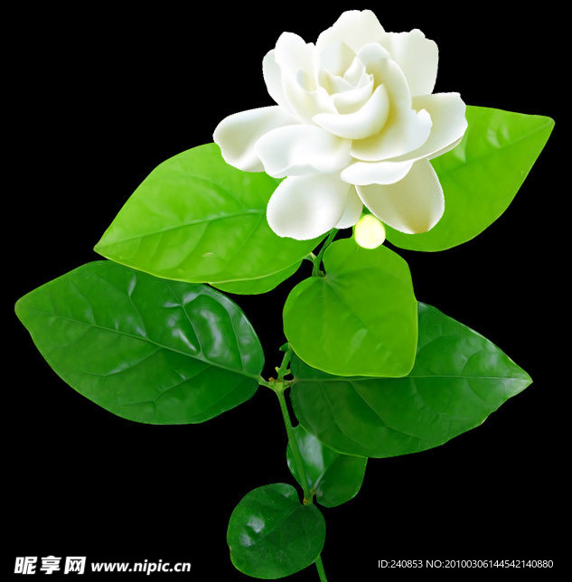 茉莉花