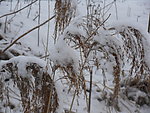 傲雪