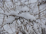 傲雪