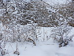 傲雪