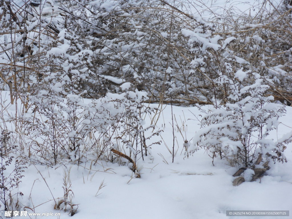 傲雪