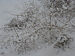 雪景