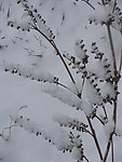 傲雪